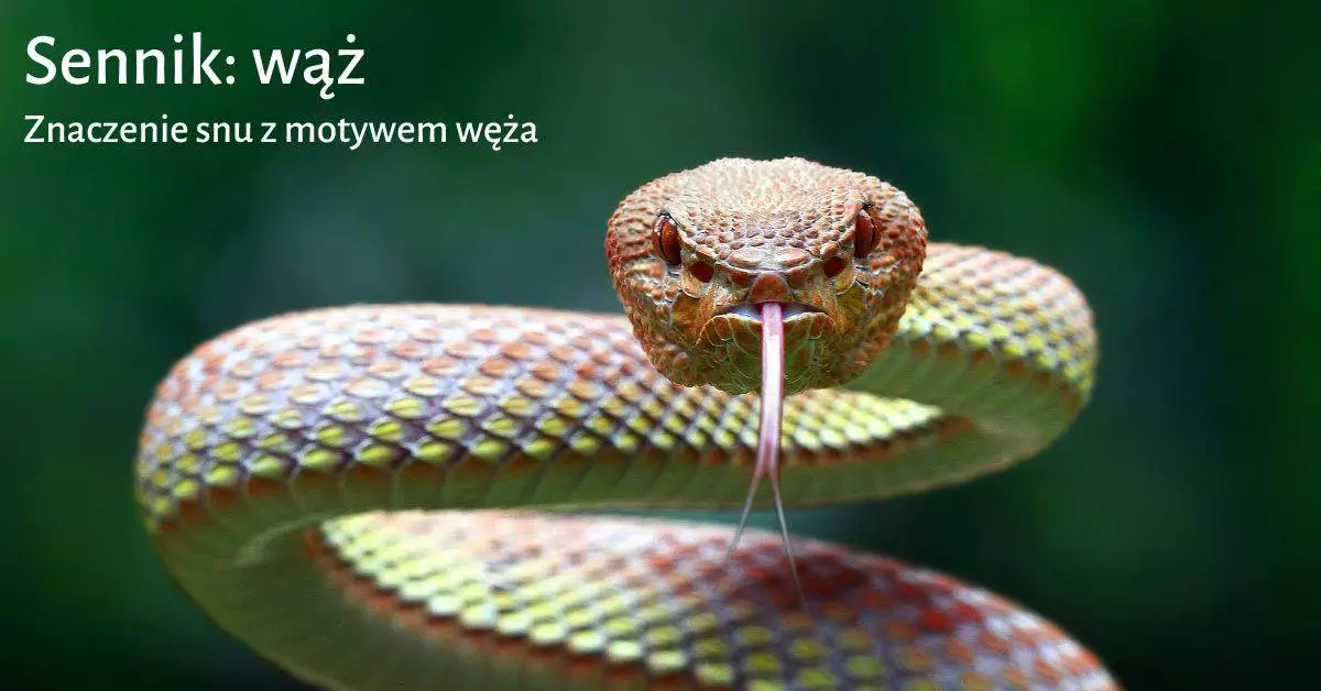 Sennik wąż - Co oznacza sen o wężu?