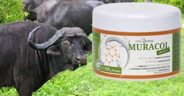 Siara bydlęca - Muracol Protect - Colostrum