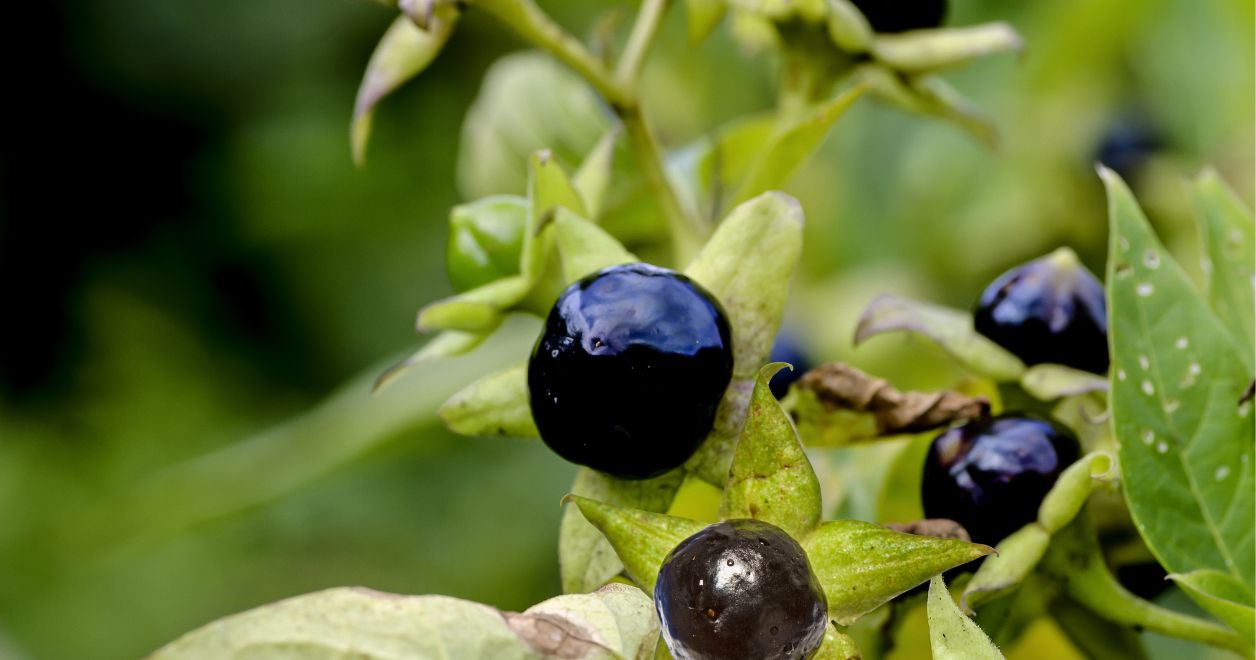 Atropa Belladonna