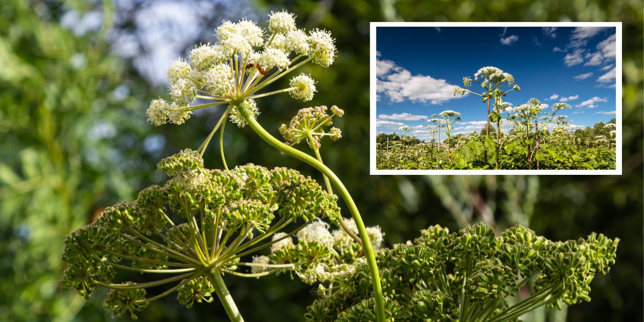 Barszcz Sosnowskiego (Heracleum sosnowskyi)