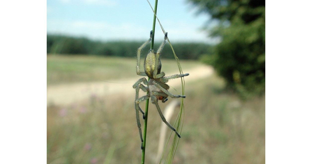 Cheiracanthium punctorium