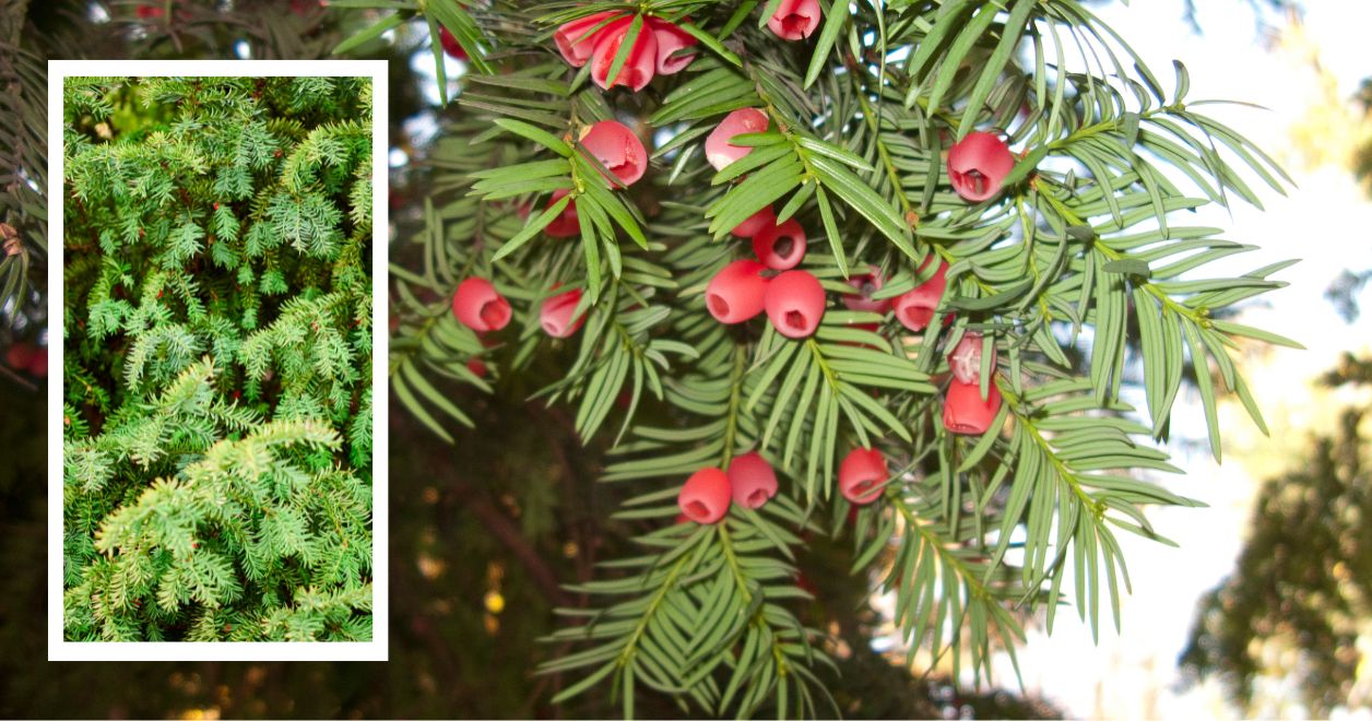 Taxus baccata