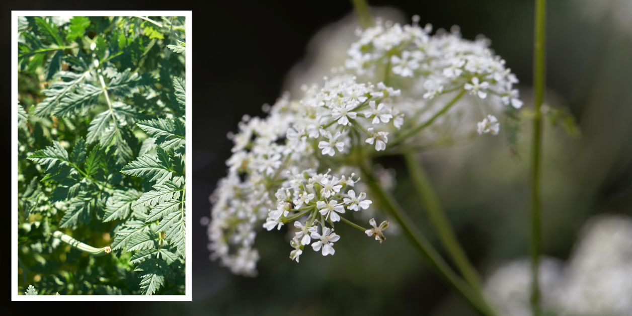Szczwół plamisty (Conium maculatum)