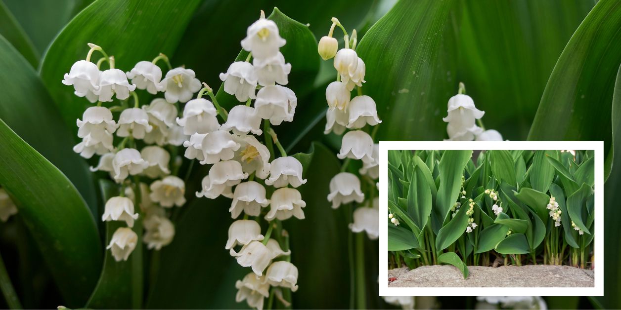 Konwalia majowa – Convallaria majalis