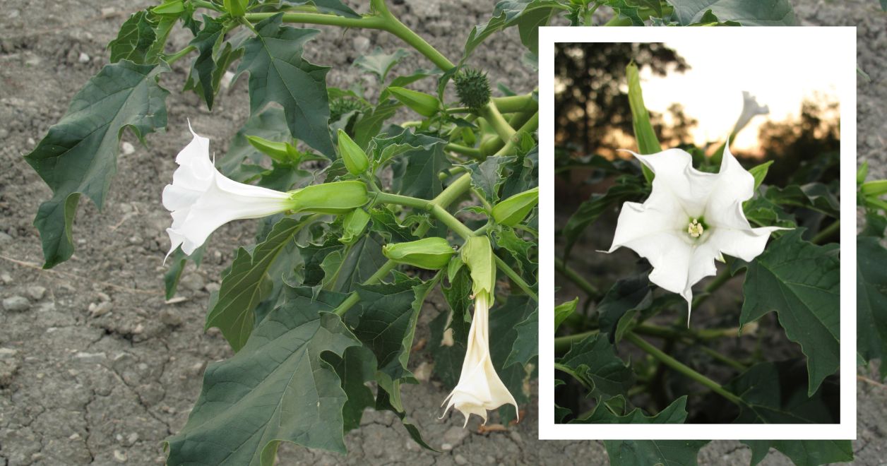 Bieluń dziędzierzawa – Datura stramonium