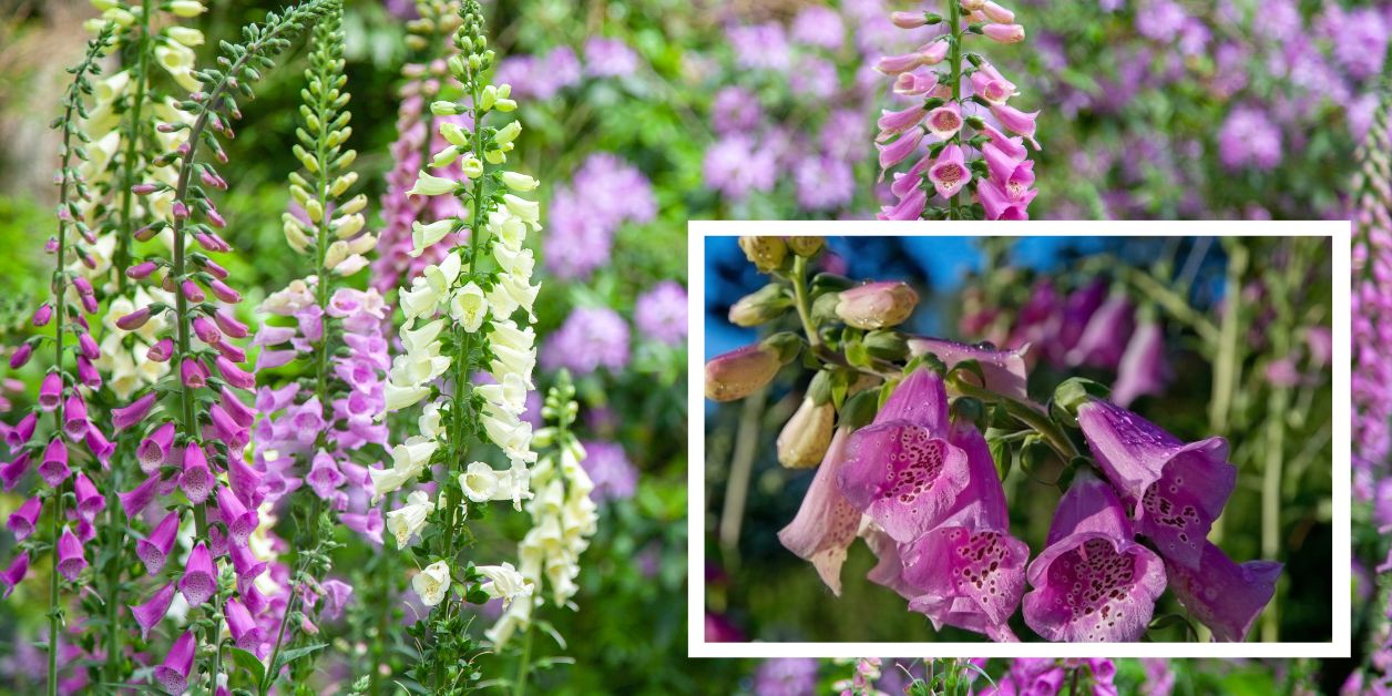 Naparstnica purpurowa – Digitalis purpurea