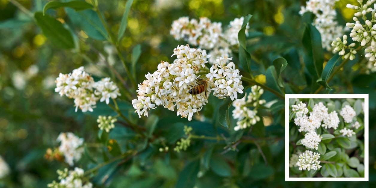 Ligustr pospolity – Ligustrum vulgare