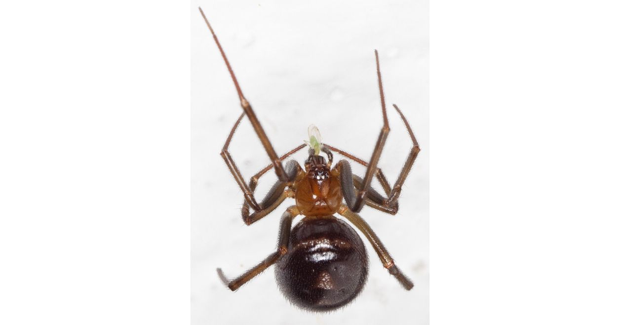 Steatoda grossa