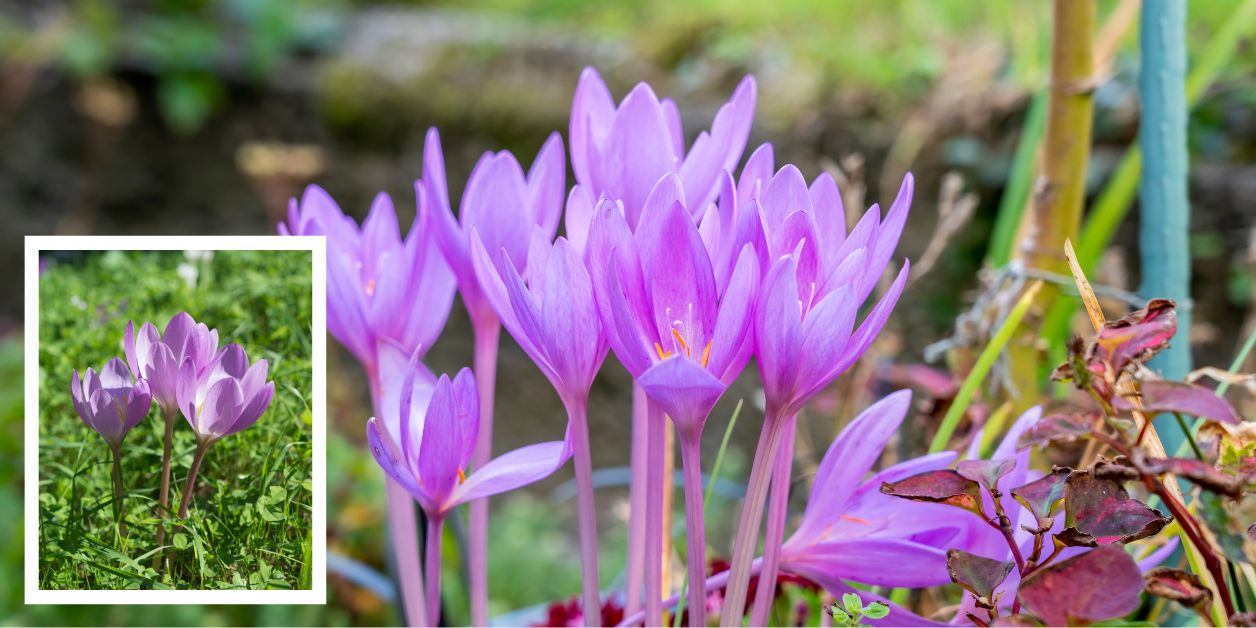 Zimowit jesienny (Colchicum autumnale)