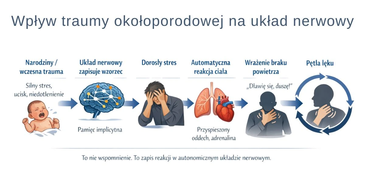 Infografika: wpływ traumy okołoporodowej na układ nerwowy – schemat od narodzin do pętli lęku u dorosłego