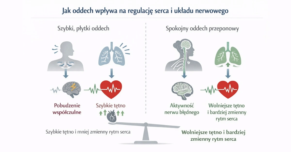 Infografika pokazująca wpływ sposobu oddychania na rytm serca – szybki, płytki oddech wiąże się z mniej zmiennym rytmem serca, a wolniejszy oddech z dłuższym wydechem sprzyja lepszej regulacji