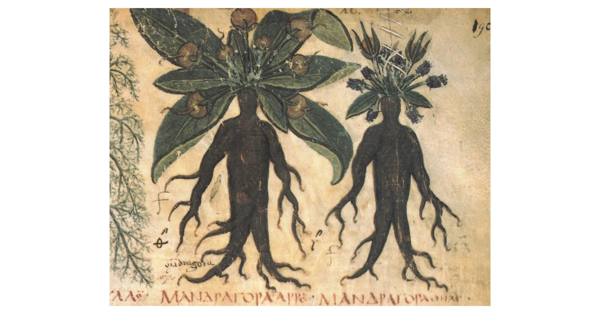 Alrauna - VII-wieczna ilustracja mandragory