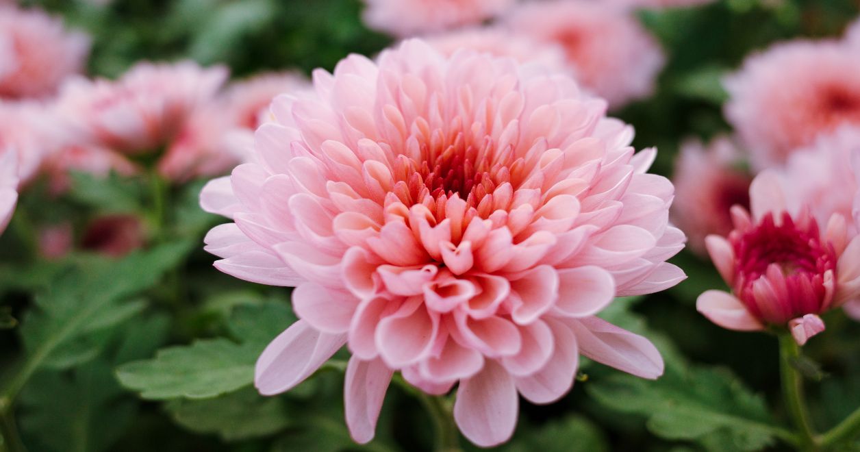 Chrysanthemum morifolium