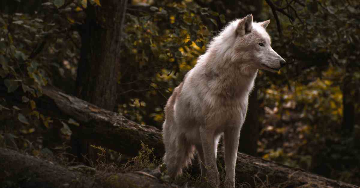 Piękny biały wilk w lesie