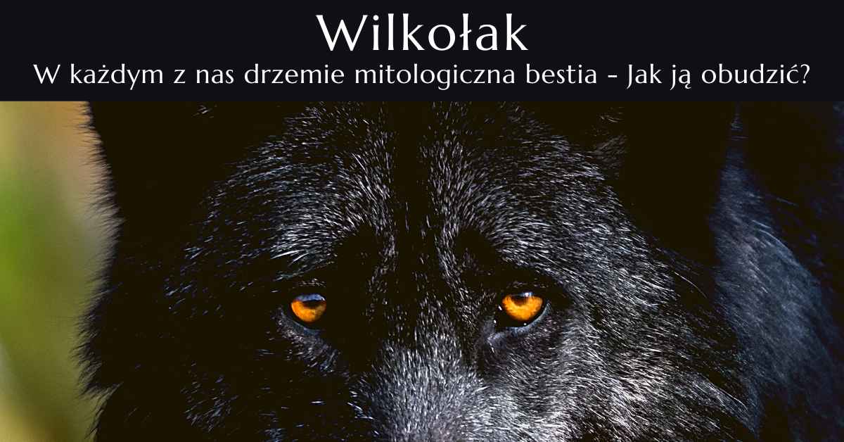 Czarny wilk - Zbliżenie oczu