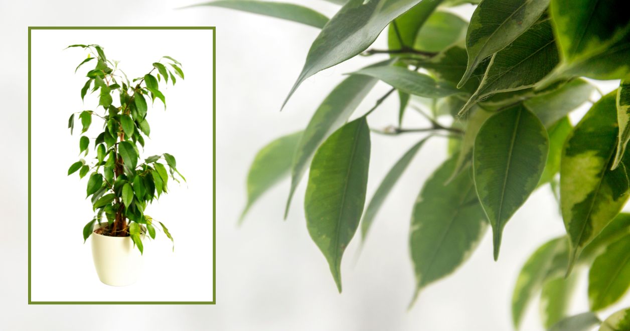 Ficus benjamina