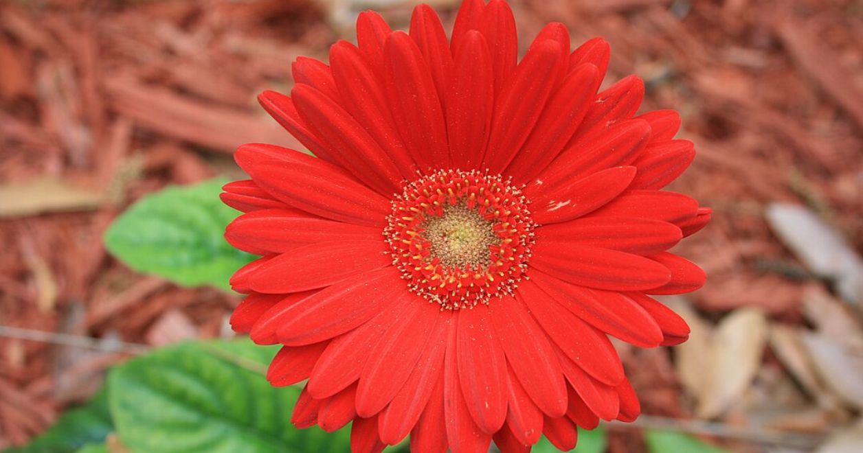 Gerbera Jamesona