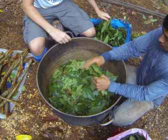 Ayahuasca (2)