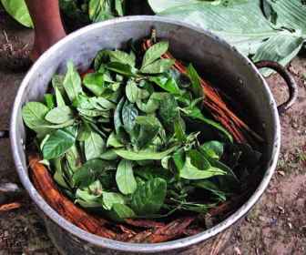 Ayahuasca (3)