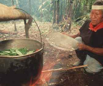 Ayahuasca (1)