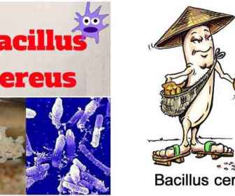 Uwaga na ryż: Bacillus cereus w ryżu!