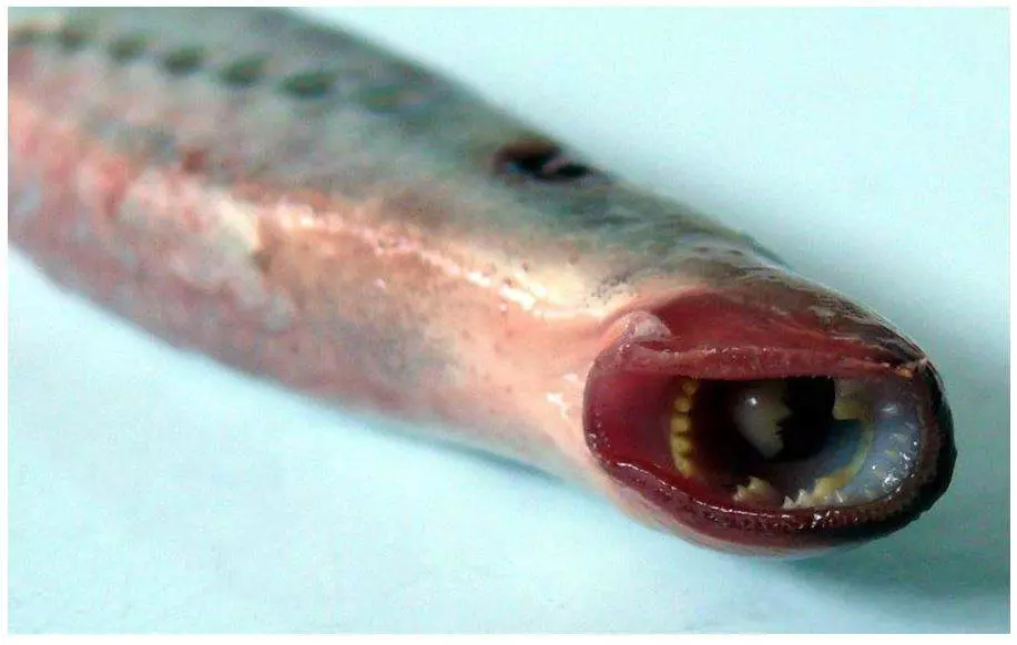 Trujące ryby z Bałtyku - Tych gatunków lepiej nie jadać