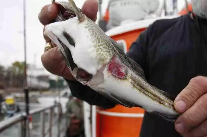 Trujące ryby z Bałtyku - Te ryby mogą szkodzić zdrowiu