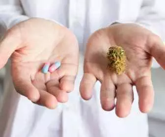 CBD leczy! (1)