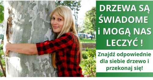 Drzewa uzdrawiają!