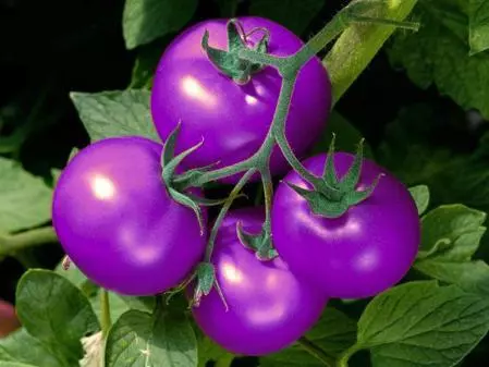 Fioletowy pomidor