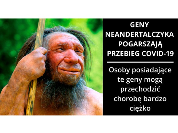 Geny Neandertalczyka pogarszają przebieg COVID-19