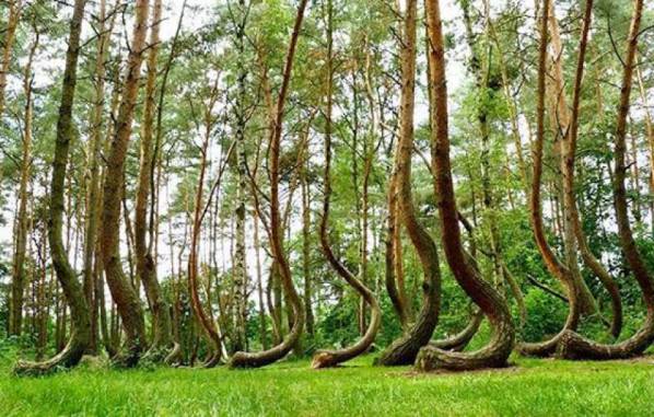 Dziwnie rosnące drzewa w lesie Hoia Baciu