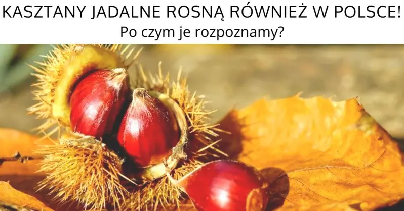 Kasztany jadalne rosną również w Polsce!