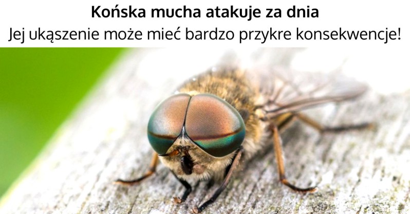 Jusznica Deszczowa