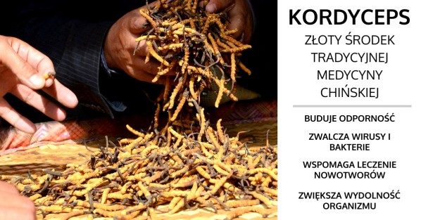 Kordyceps - Wpływ na zdrowie