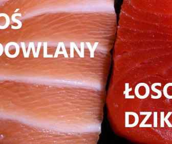Łosoś hodowlany a dziki