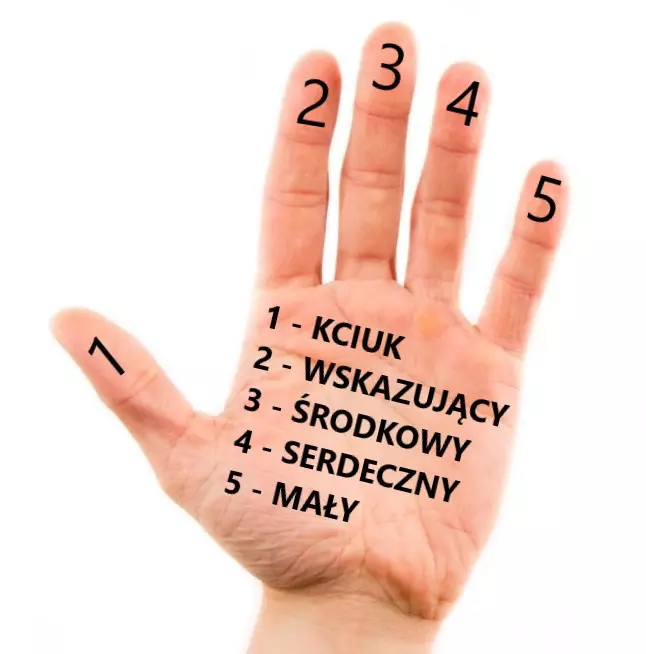 Ludzka dłoń - Nazwy palców ludzkiej dłoni