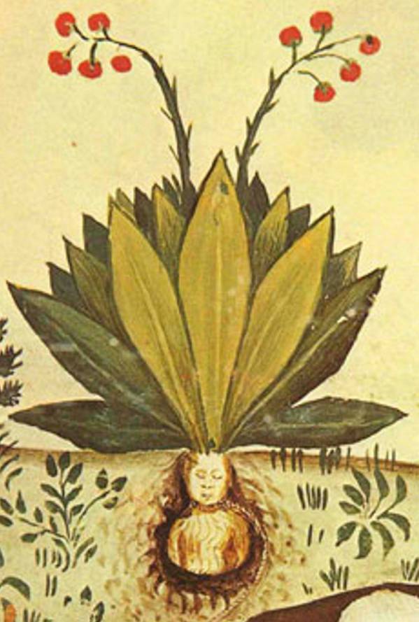Mandragora - Roślina powiązana z czarami