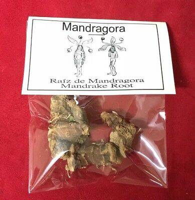 Mandragora - Korzeń