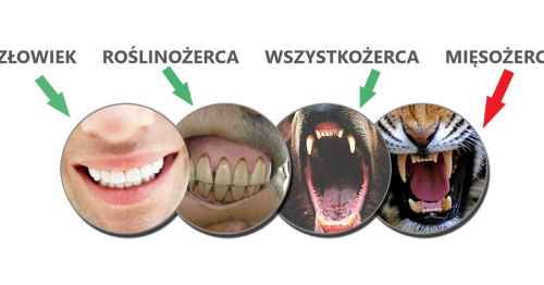 Czy mięso jest zdrowe?