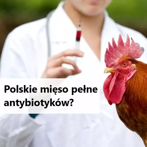 Ile antybiotyków jest w polskim mięsie?