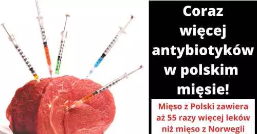 Antybiotyki w mięsie to poważne zagrożenie dla naszego zdrowia!