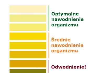 Nawodnienie organizmu, a kolor moczu