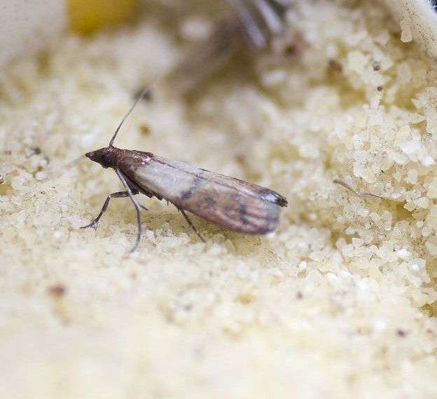 Mole spożywcze stanowią zagrożenie dla naszego zdrowia!