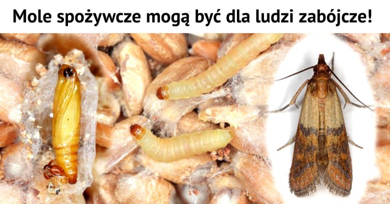 Mole spożywcze, kuchenne - Jak się ich pozbyć?