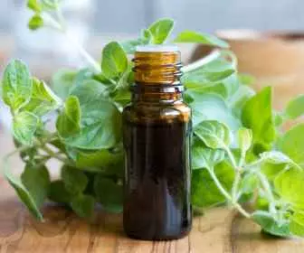 Naturalne antybiotyki które działają - Olejek z oregano