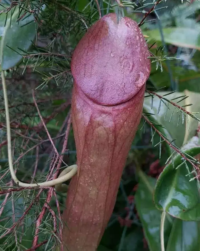 Z czym się Wam kojarzy ta roślina?