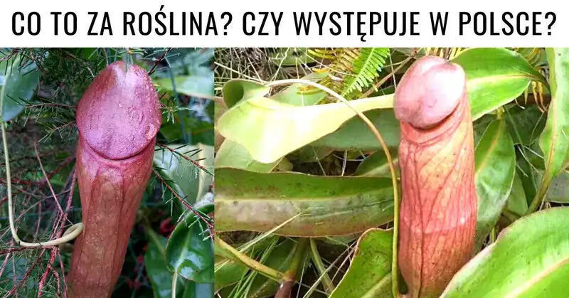 Roślina podobna do penisa
