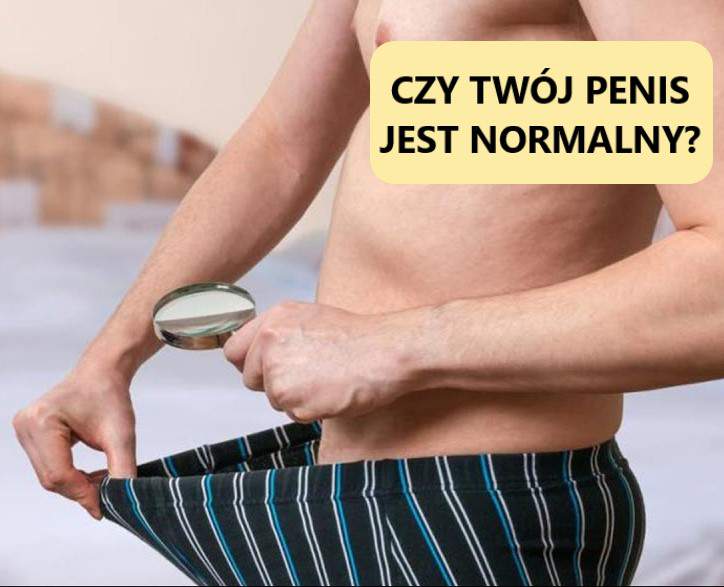 normalny męski rozmiar penisa