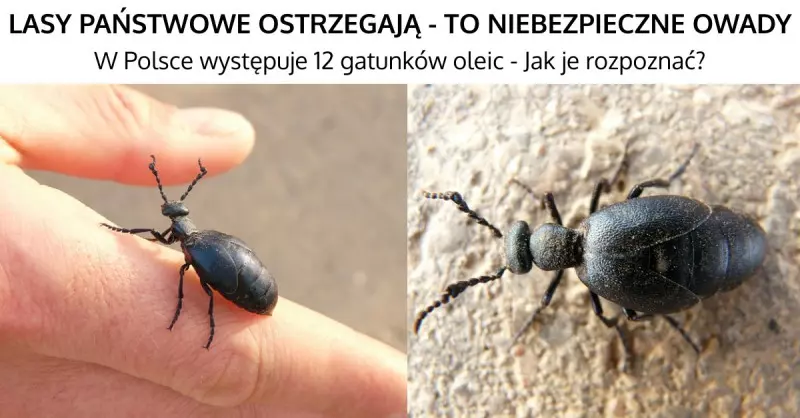 Oleica - Można ją spotkać w Polsce i jest niebezpieczna!